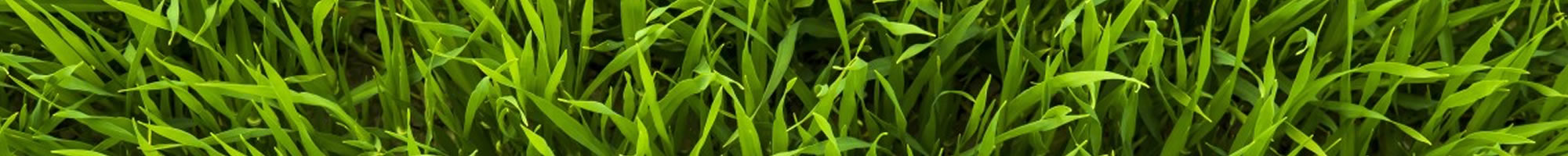 Local Landscaping Services Florida