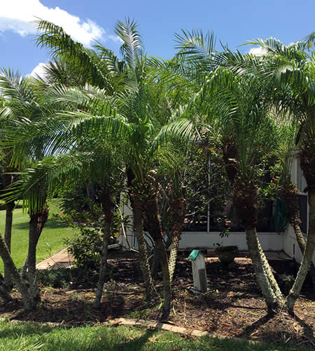 Tree and Shrub Trimming Services Palm Bay, Florida