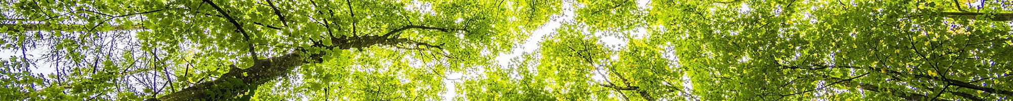 Local Landscaping Services Florida