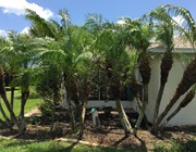 tree service